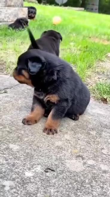 Rottweiler dogs for sale: 🐾🖤 Our Rottweiler Puppies for Sale 🐶💪 - Video 1