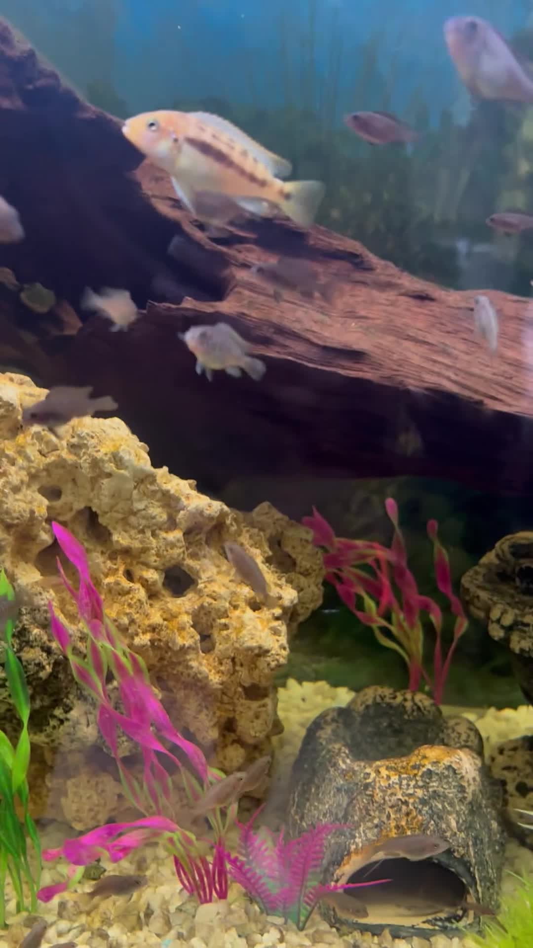 Cichlids fish for sale: Baby chichlids in Wellingborough - Video 2