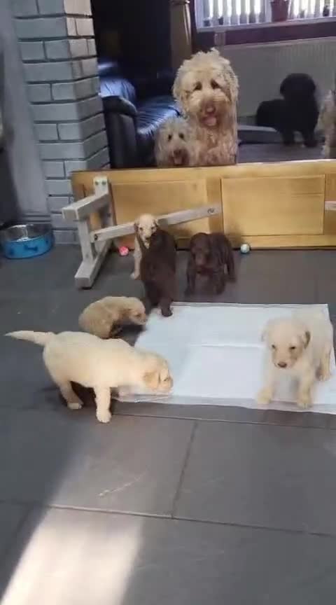 Labradoodle dogs for sale: Large standard labradoodles - Video 1
