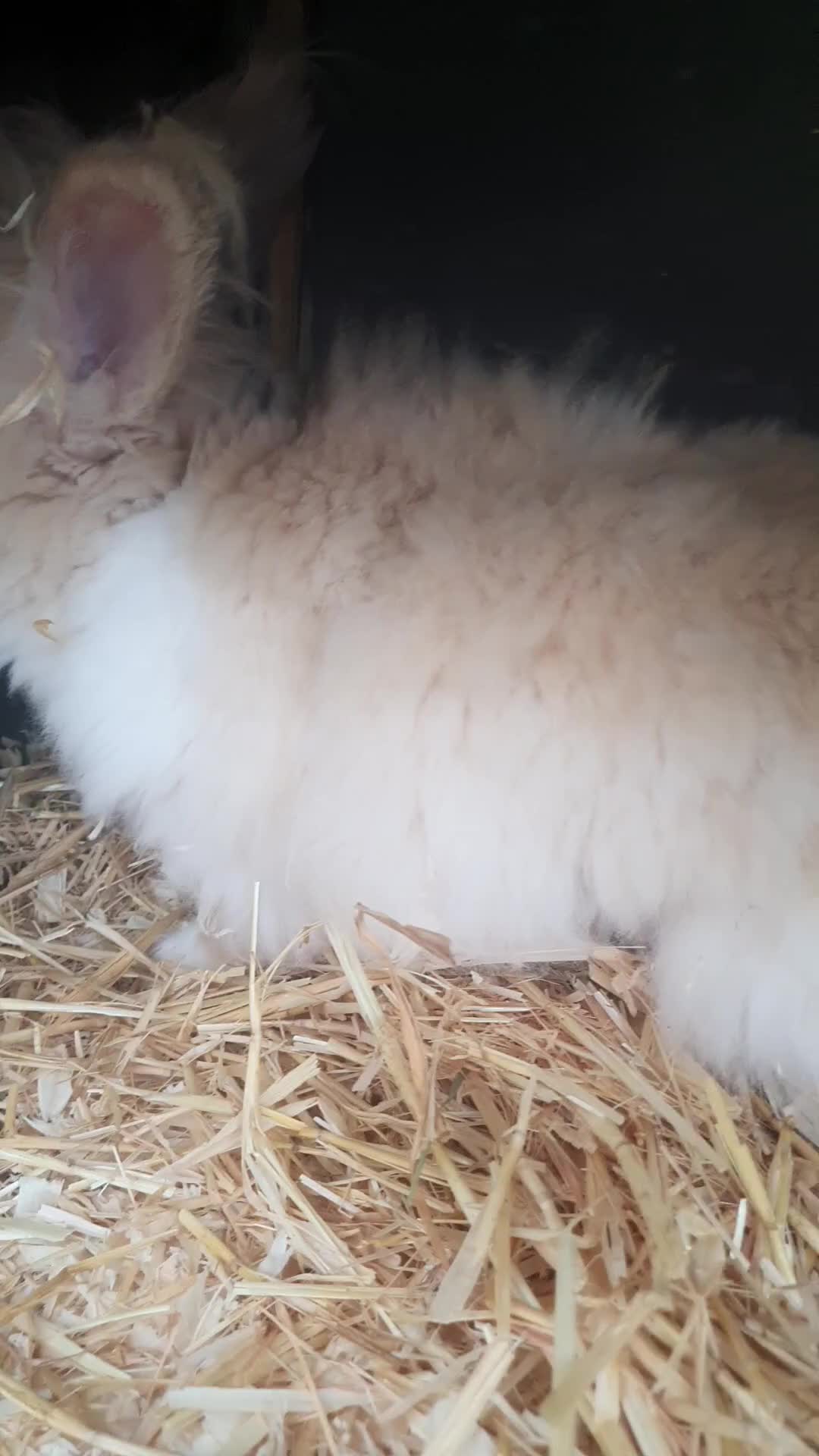 Lionhead rabbits for sale: Angora x Lionhead Buck - Video 1