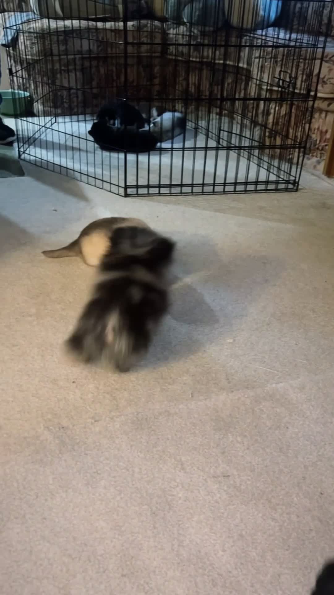 Siberian Husky dogs for sale: PURE SIBERIAN HUSKY PUPS - Video 2
