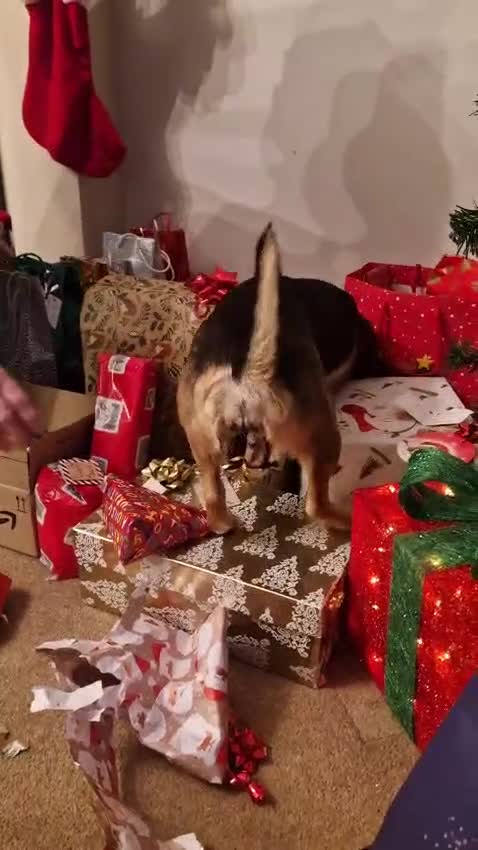 Mixed Breed dogs for adoption: Pippa  - Video 2