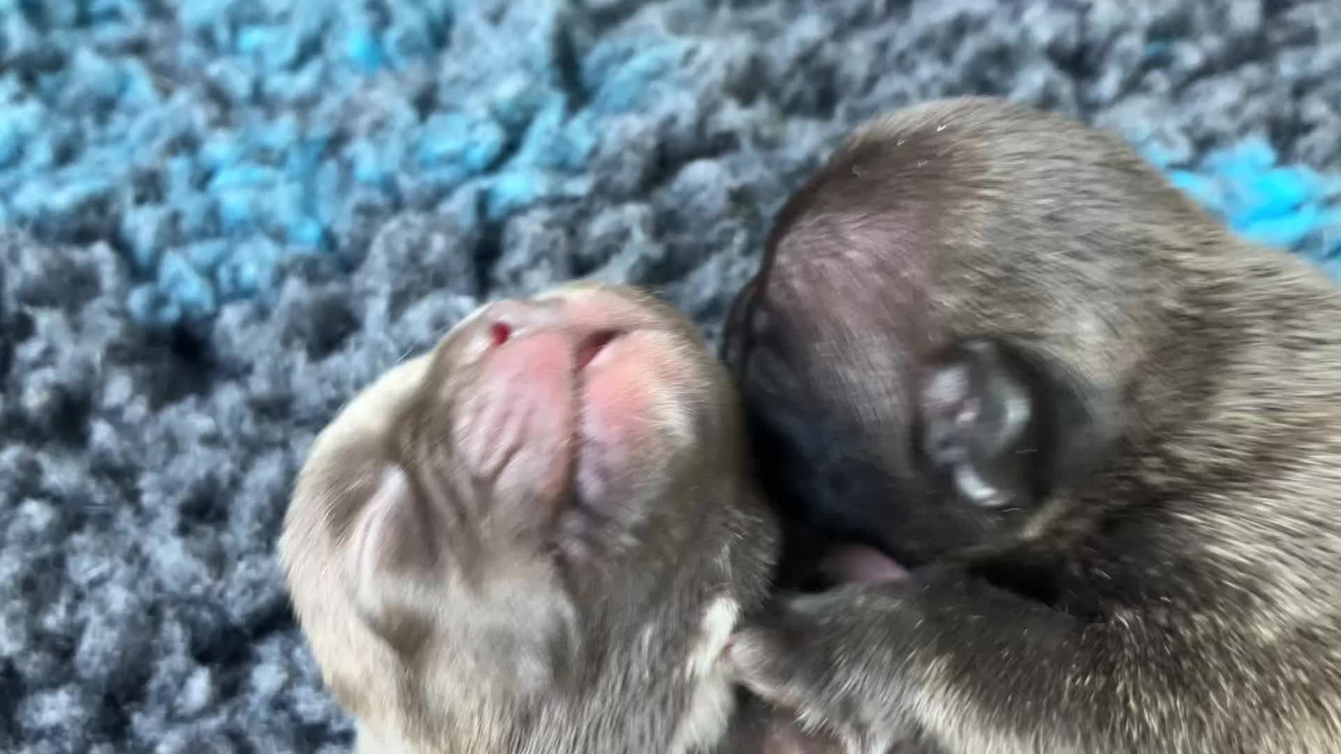 French Bulldog dogs for sale: KC French Bulldog - Boys - Video 1