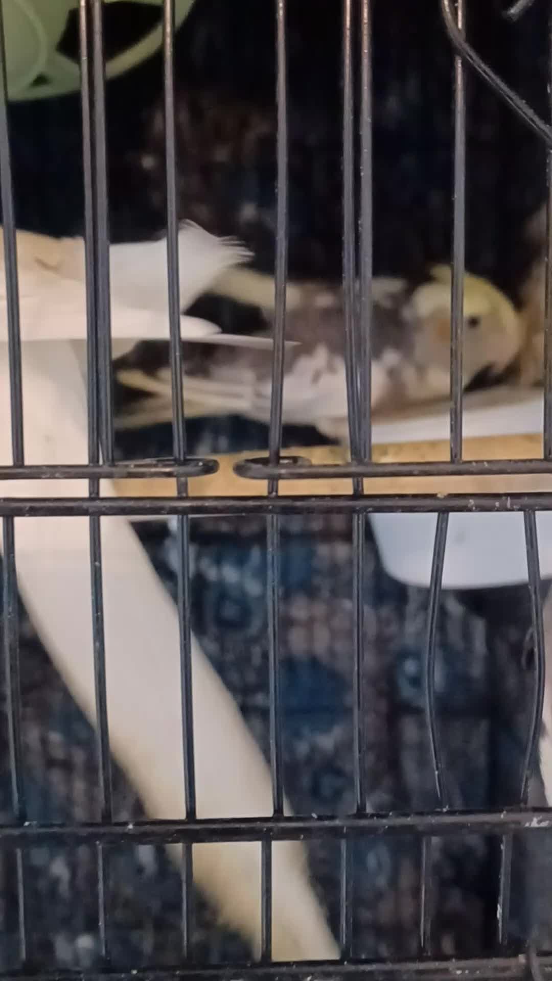 Cockatiels birds for sale: Breeding cockatiels with babies - Video 1