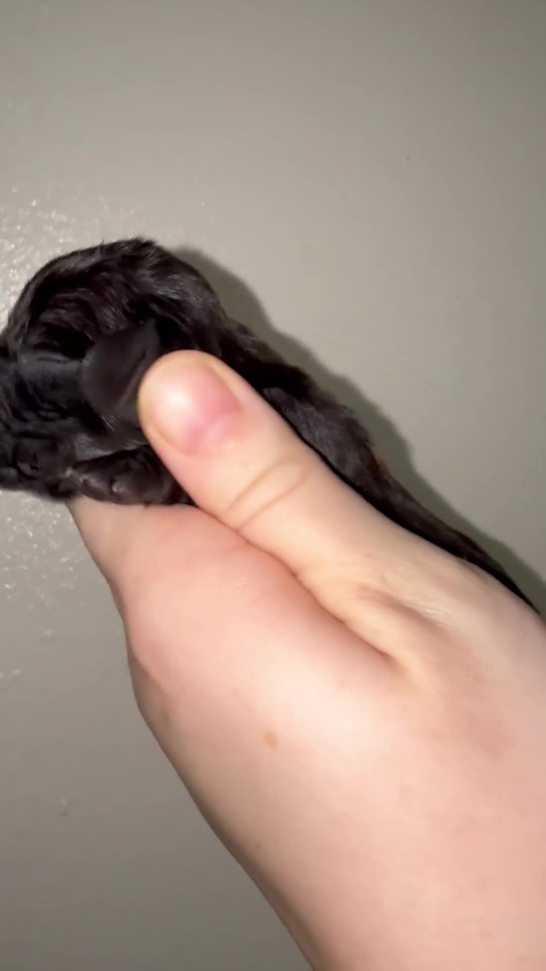 Miniature Dachshund dogs for sale: 6 miniature dachshund pups - Video 4