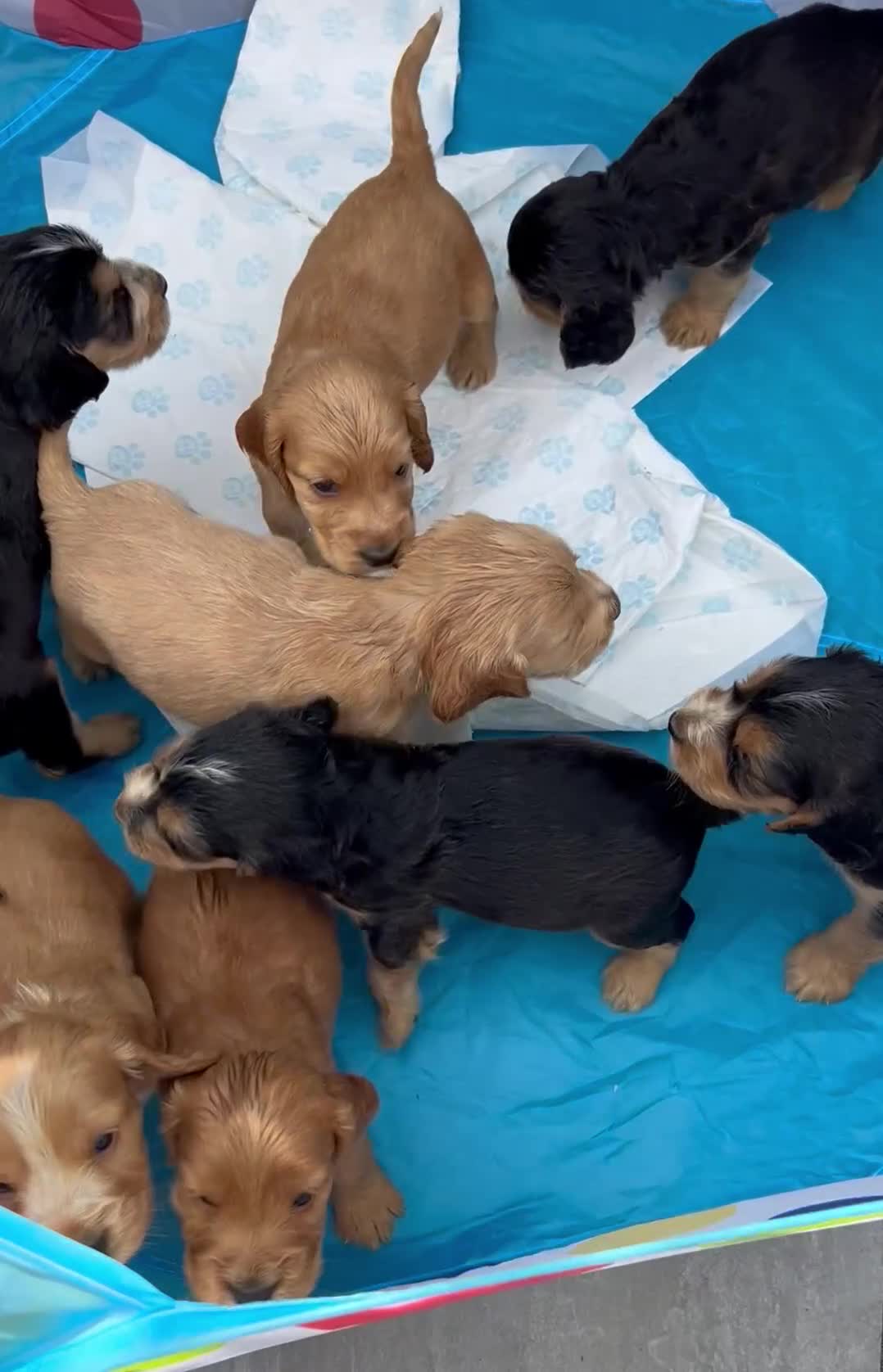 Cocker Spaniel dogs for sale: Kc registered beautiful show cocker puppies  - Video 1