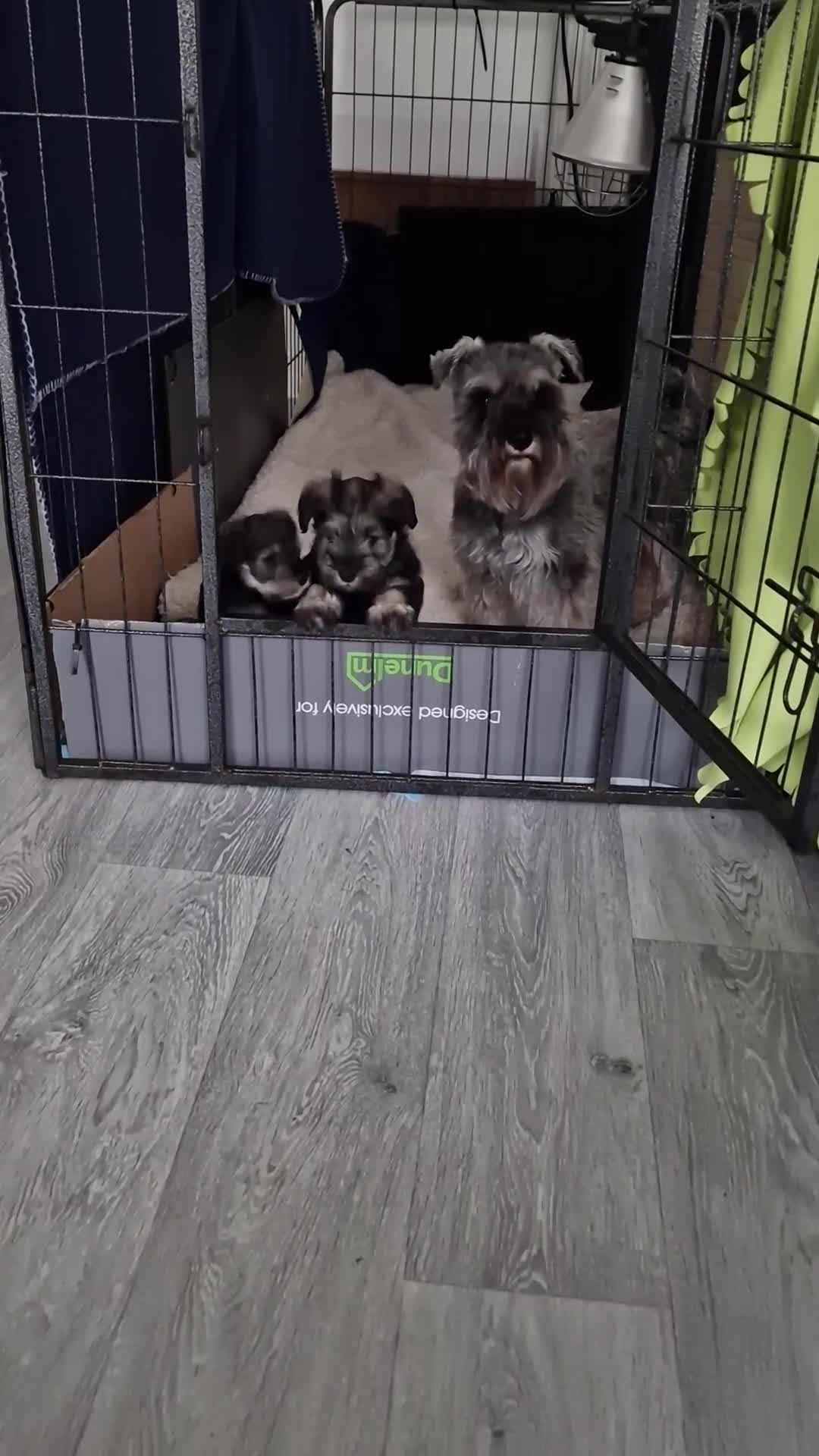 Miniature Schnauzer dogs for sale: 4 miniature schnauzers girls in Norwich - Video 3