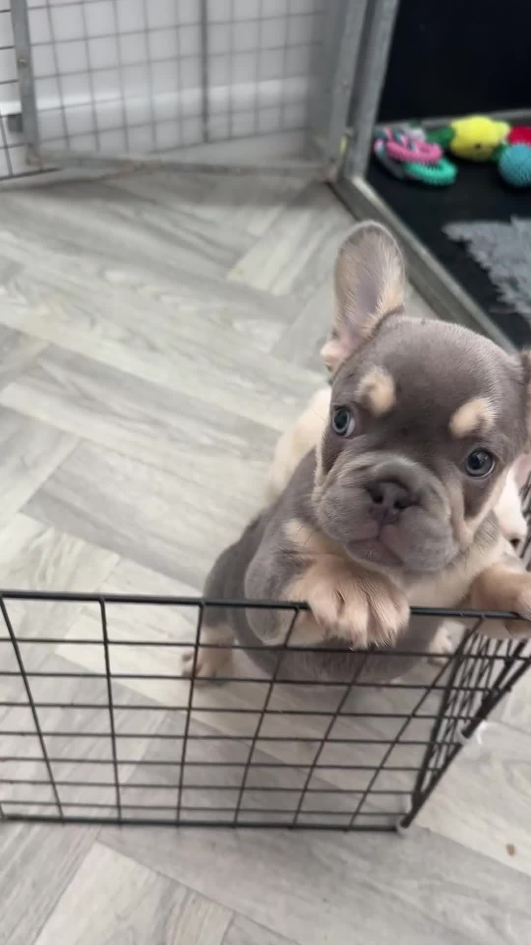 French Bulldog dogs for sale: French bulldog puppies  - Video 3