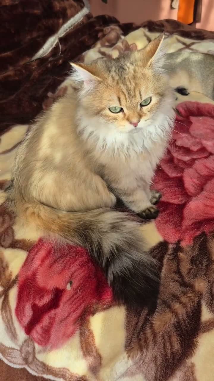 British Longhair cats for sale:  Tica registered BLH/BSH golden shaded  kittens  - Video 2
