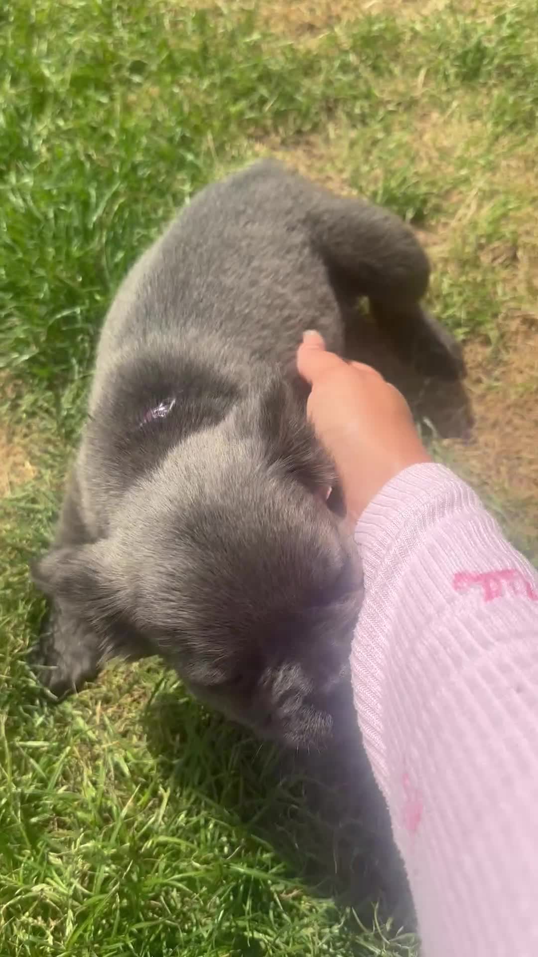 French Bulldog dogs for sale: RUBY🫶🏽 DWKC reg  - Video 1