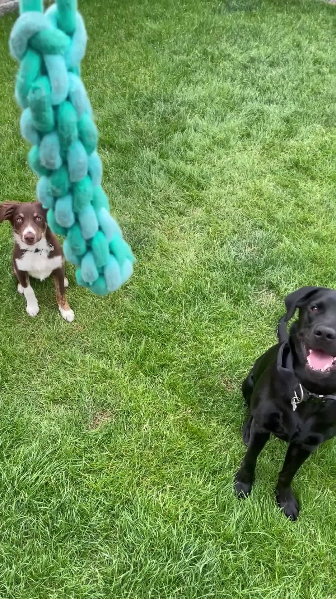 Sprollie dogs for sale: Border collie X springer  - Video 1