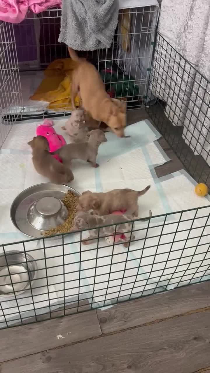 Mixed Breed dogs for sale: Xxx TINY dachshund x chihuahua puppies xxx - Video 2