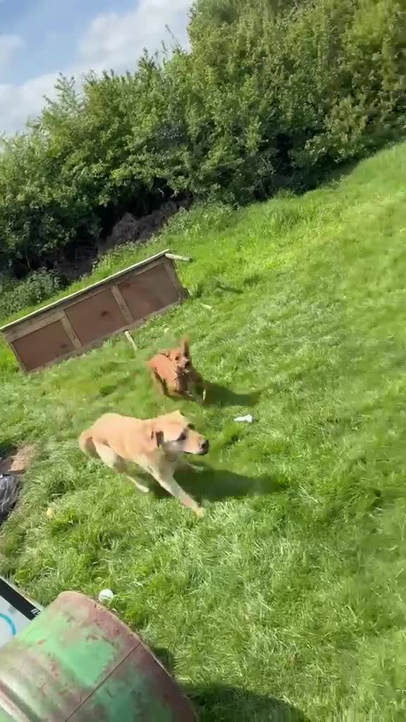 Mixed Breed dogs for adoption: Carlos wants his forever home  in Mexborough - Video 3