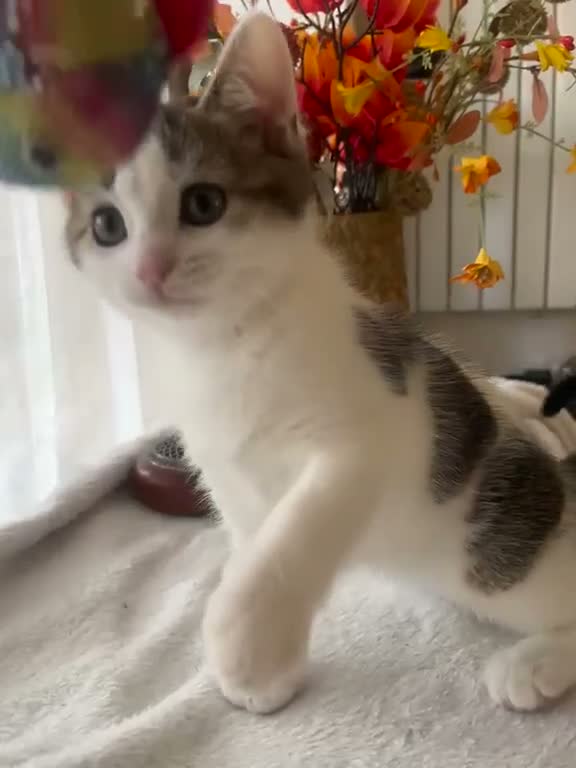 British Shorthair cats for sale: 🐾 3 Beautiful Female Silver Tabby & White Kittens in Harpenden - Video 2