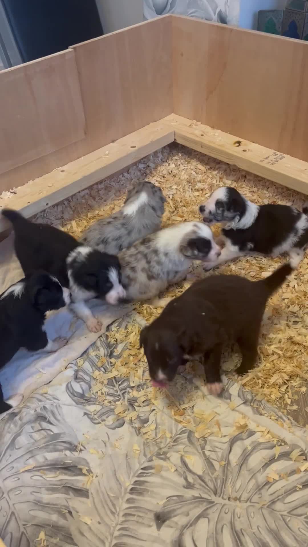 Border Collie dogs for sale: Border Collie pup- Merle, Black, Chocolate, Blonde - Video 4