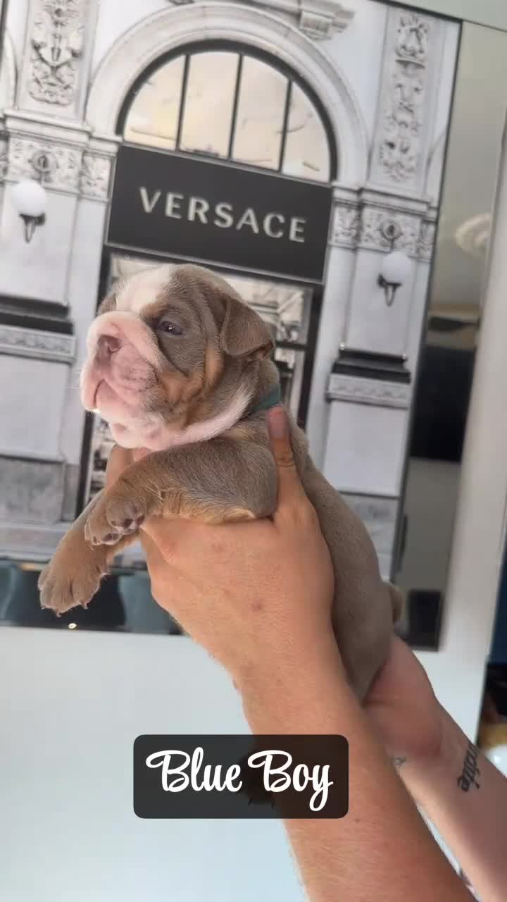English Bulldog dogs for sale: English bulldogs ✨ - Video 5