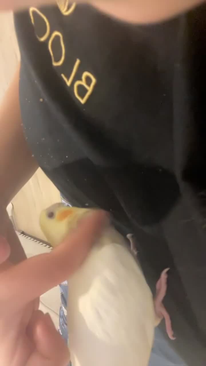 Cockatiels birds for sale: Tamed friendly cockatiel for sale  - Video 4
