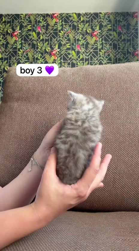 Exotic cats for sale: British short hair cross Persian  - Video 3