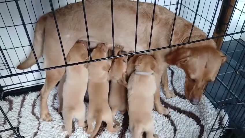 Labrador Retriever dogs for sale: Kc registered fully health tested puppies  in Barnsley - Video 1