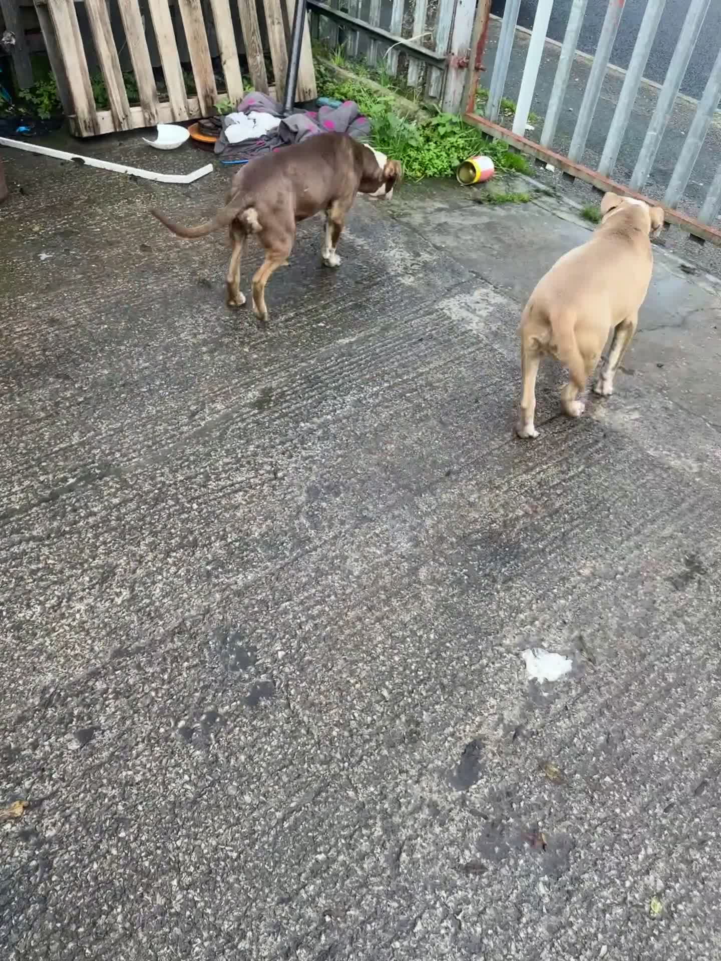 Mixed Breed dogs for sale: 2x XL bully males available  - Video 1