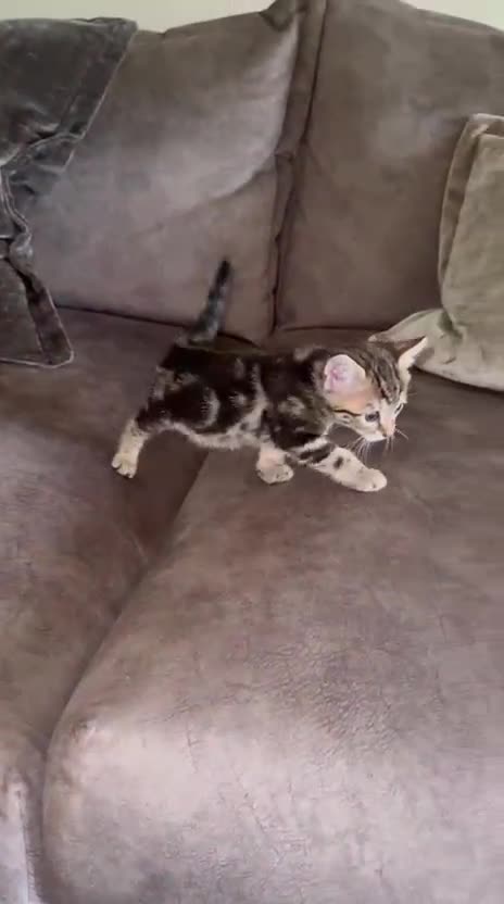 Bengal cats for sale: 2 female half bengal kittens - Video 2