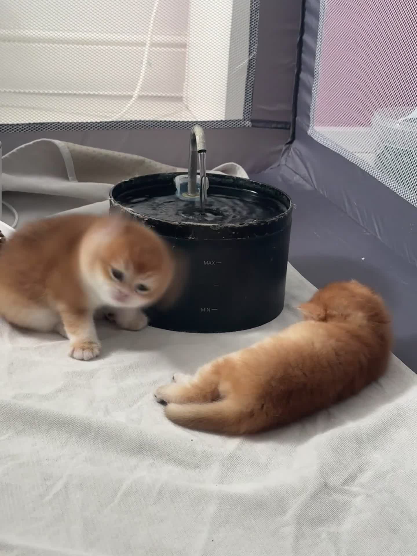 British Shorthair cats for sale: Golden shaded British Shorthair kittens Teddies  - Video 1