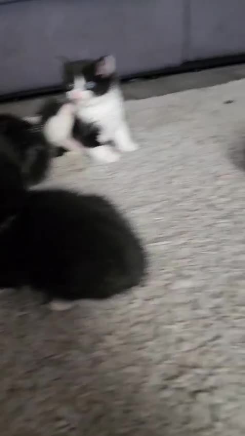 Mixed Breed cats for sale: Mixed breed kittens  - Video 1
