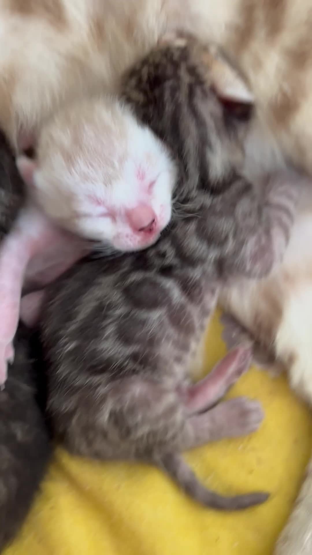 Bengal cats for sale: Pure Bengal Kittens, Ready NOW  - Video 5