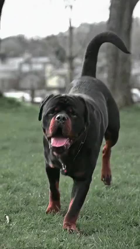 Rottweiler dogs for stud: Alfie  - Video 1