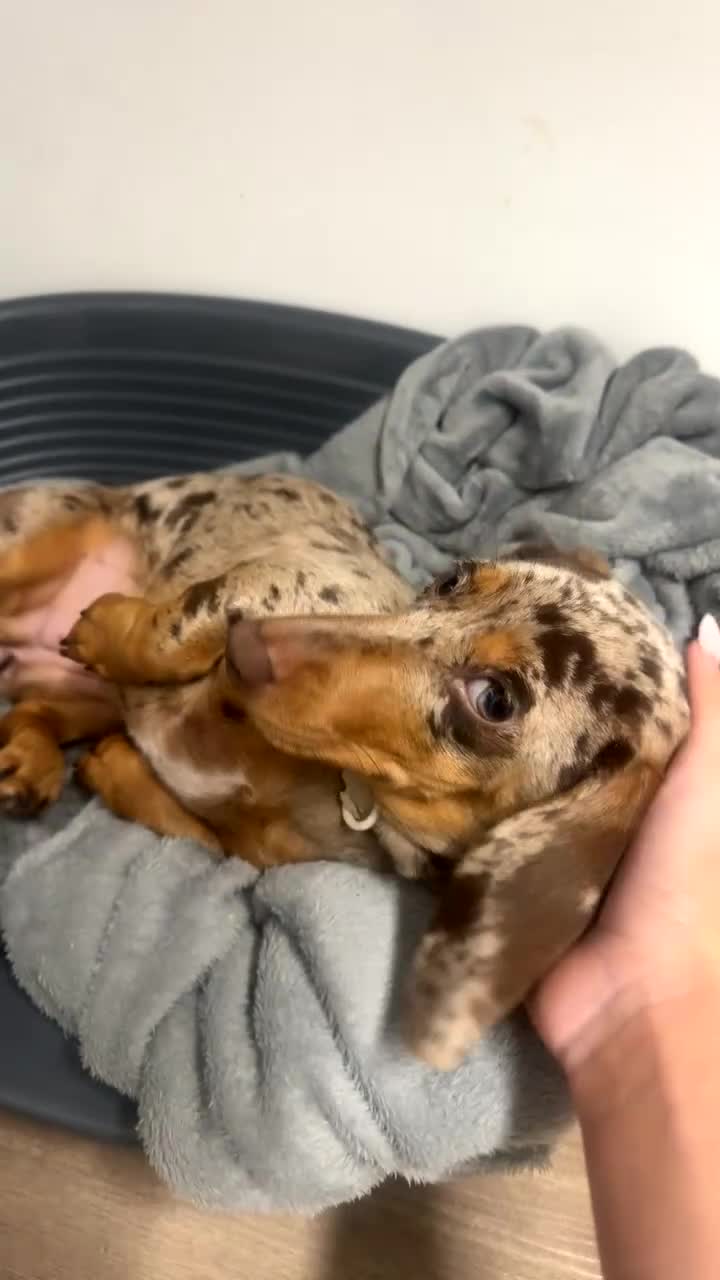 Miniature Dachshund dogs for sale: beautiful dapple miniature daschund girl🤍  - Video 1