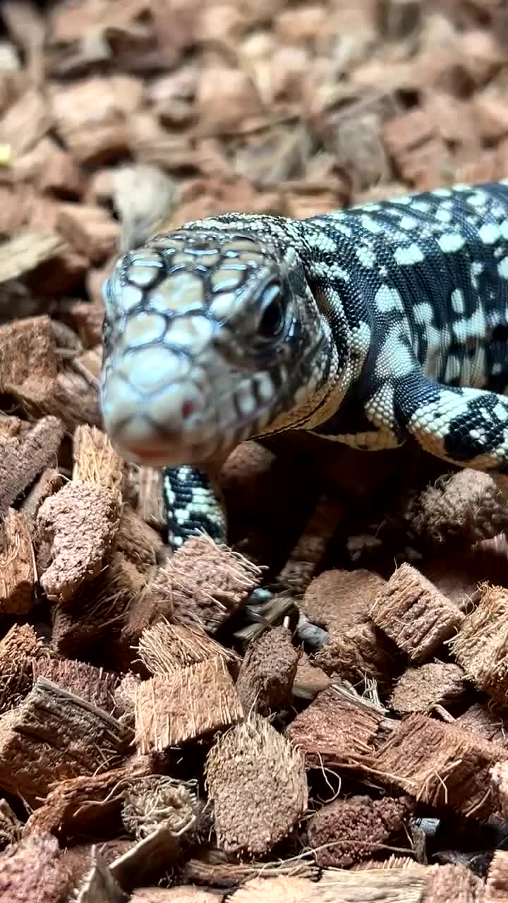Lizard reptiles for sale: Argentine Black and White Tegu - Video 3