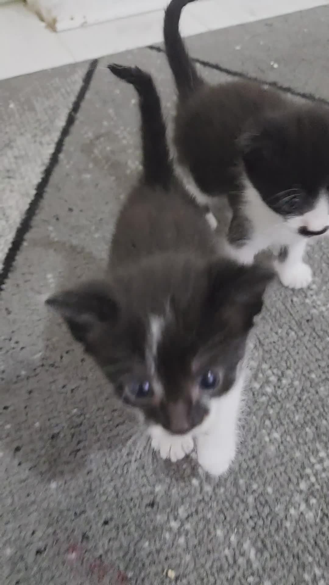 Mixed Breed cats for sale: I have three cute kittens that are girls. - Video 1