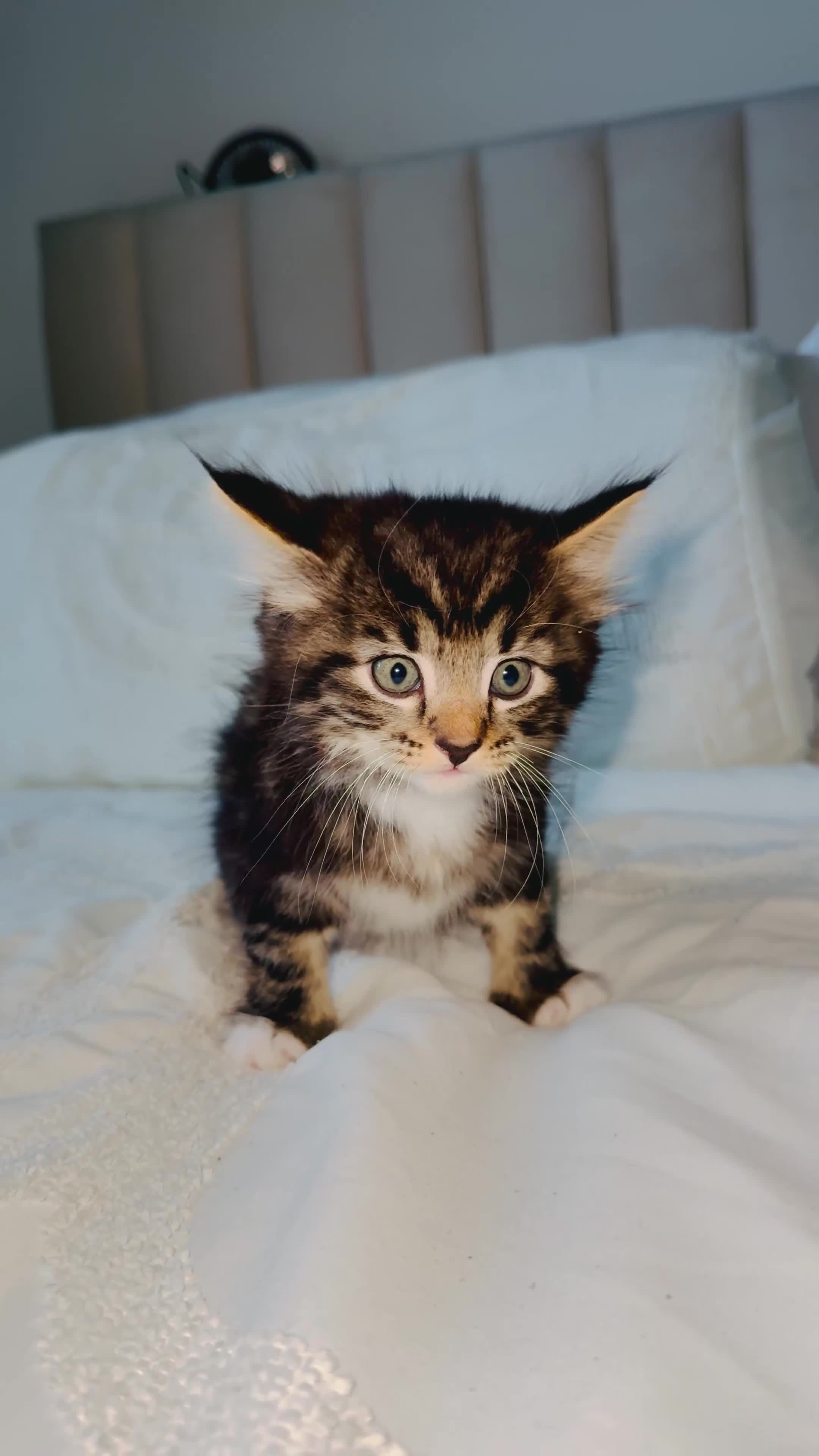 Turkish Angora cats for sale: 1 REMAINING Beautiful TurkishAngora Cross Kittens  - Video 2