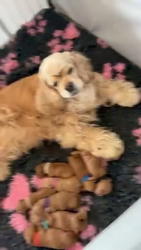 Cockapoo dogs for sale: Very Rare Yankee Doodle Puppies Waiting List Open - Video 1