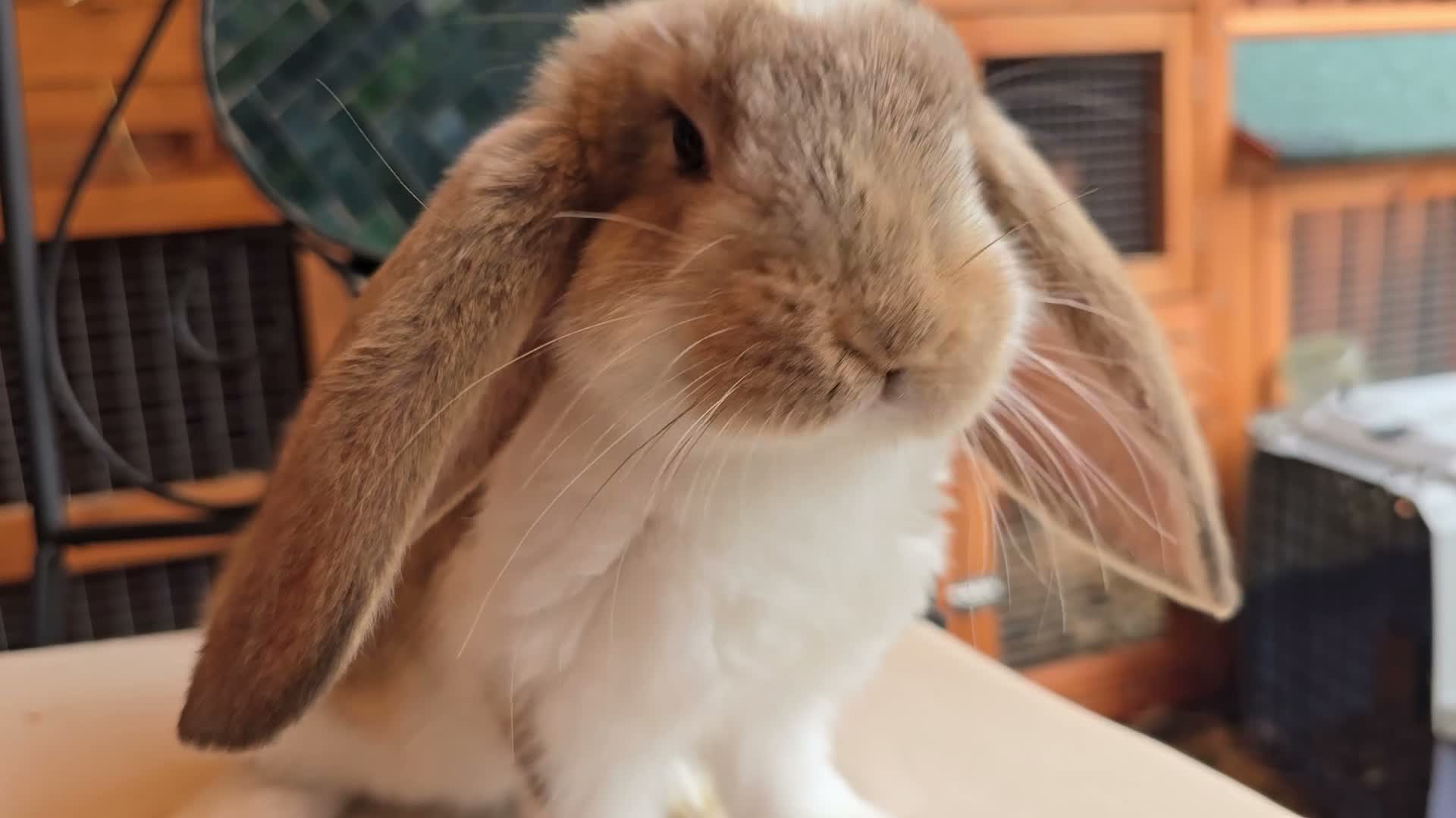 French Lop rabbits for sale: REDUCED!!! French lop bunnies - Video 2