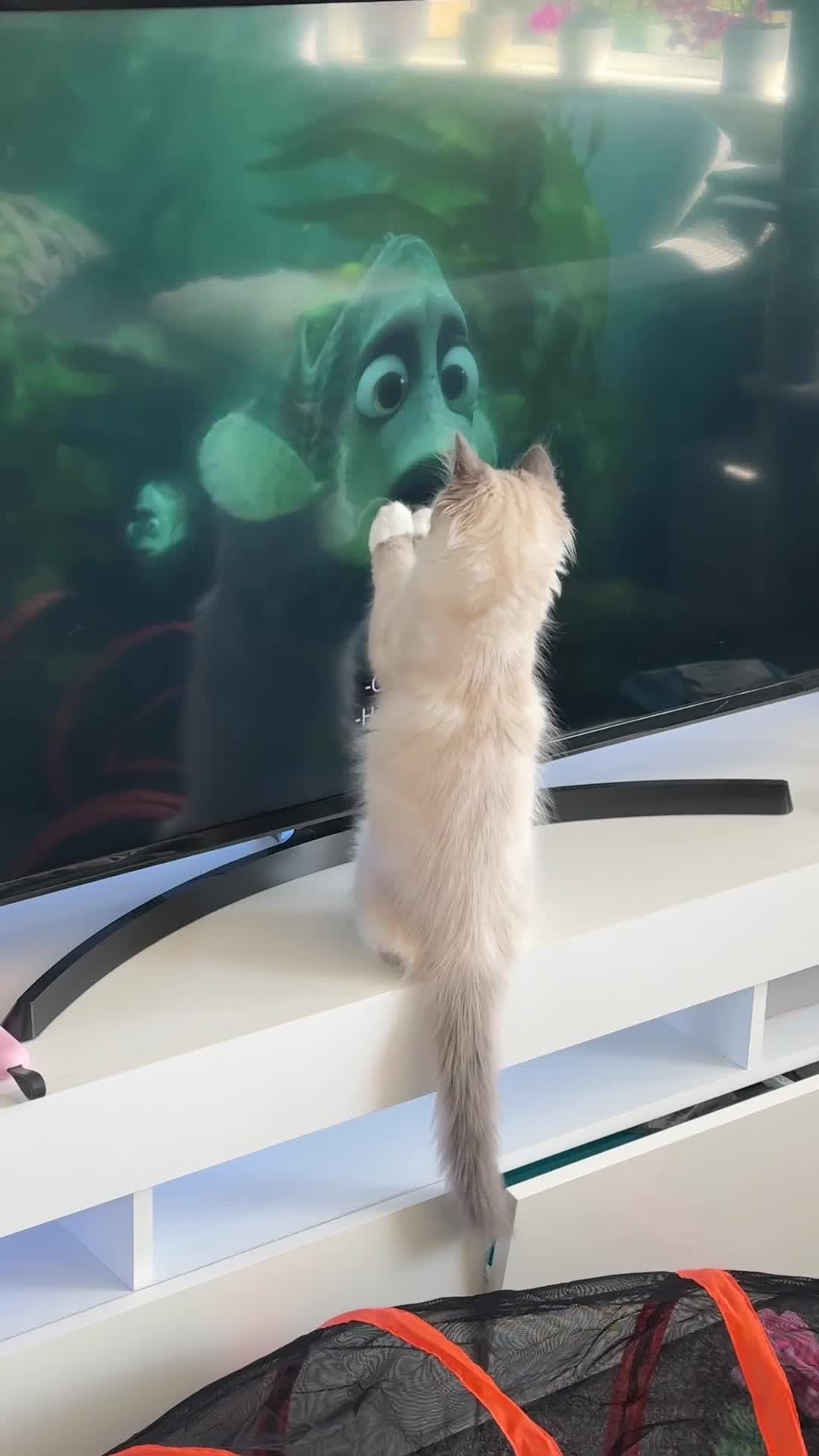 Ragdoll cats for sale: The most special gentle little boy  - Video 3