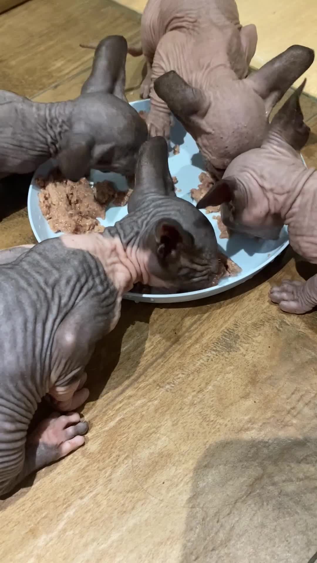 Sphynx cats for sale: Kittens sphinx Canadian girl blue eyes  - Video 1