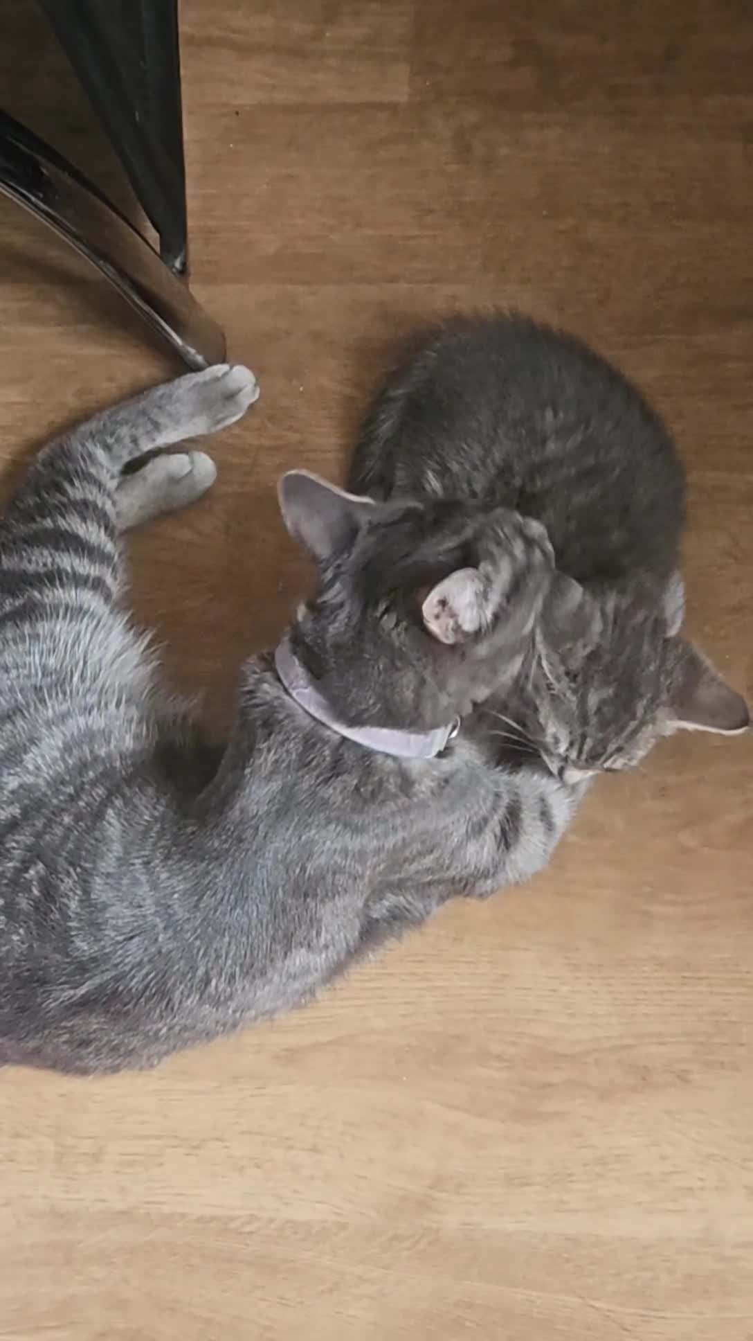 Mixed Breed cats for sale: Grey Kittens🐾🤍 - Video 3