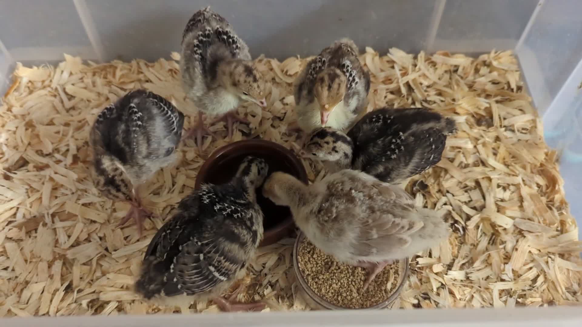 Turkeys poultry for sale: Unsexed Norfolk Bronze Turkey Poults  - Video 1