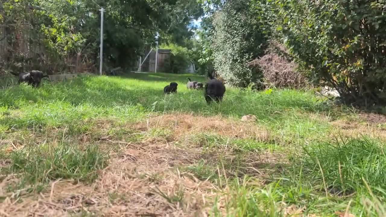 Mixed Breed dogs for sale: Tri colour border collie/Golden retriever cross - Video 1