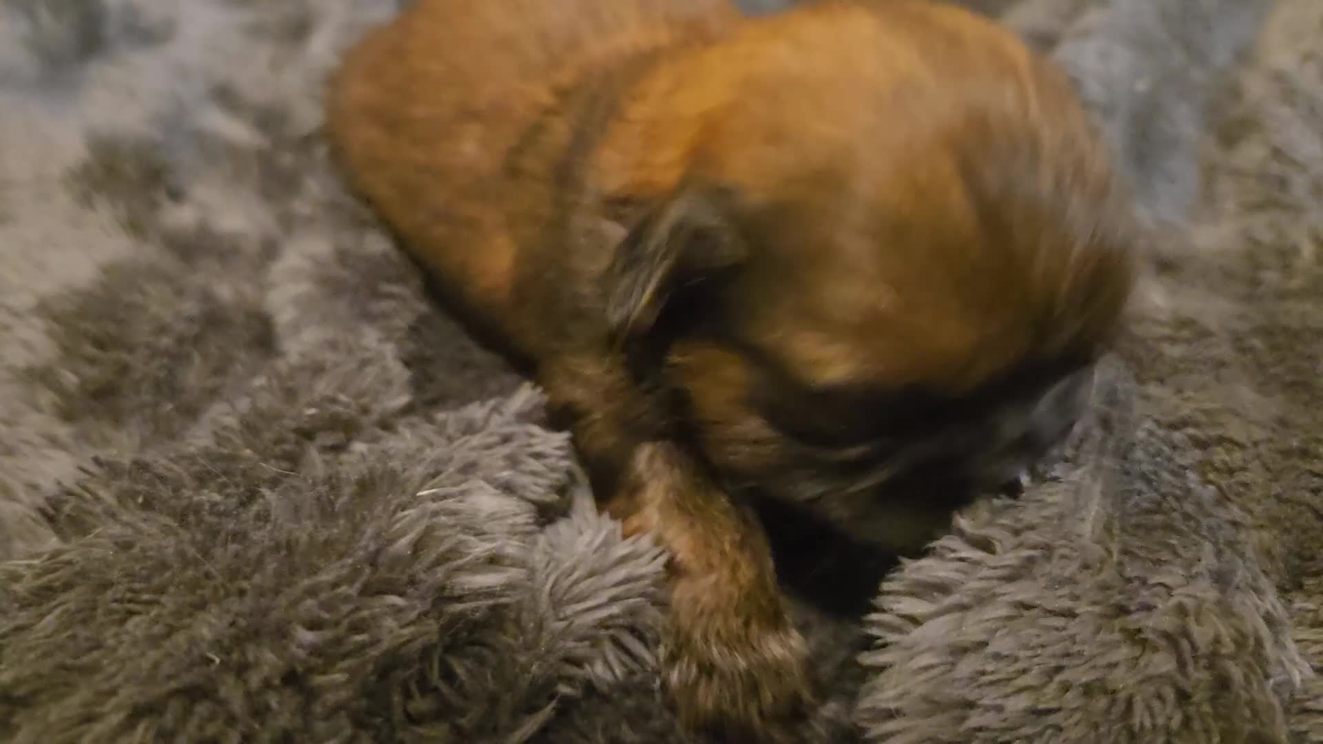 Shih Tzu dogs for sale: Adorable shih tzu  - Video 1