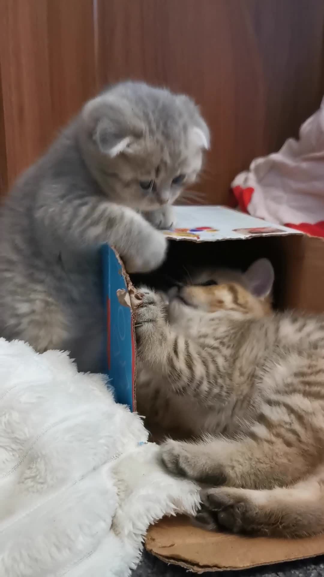 Scottish Fold cats for sale: 5 Beautiful Scottish Kittens Ready for Homes 🐾 - Video 3