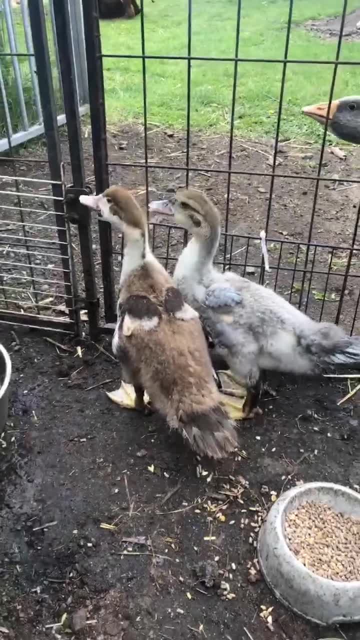 Ducks poultry for sale: Muscovy  - Video 1