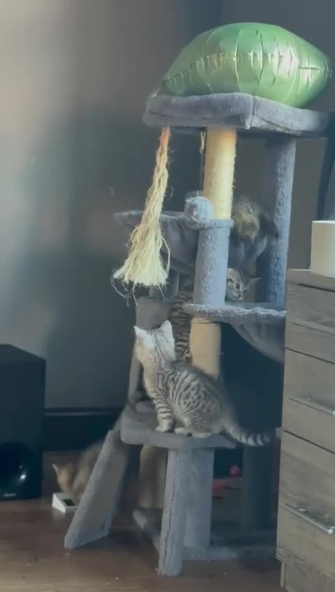 Mixed Breed cats for sale: Beautiful Ragdoll Bengal Cross Kittens - Video 4