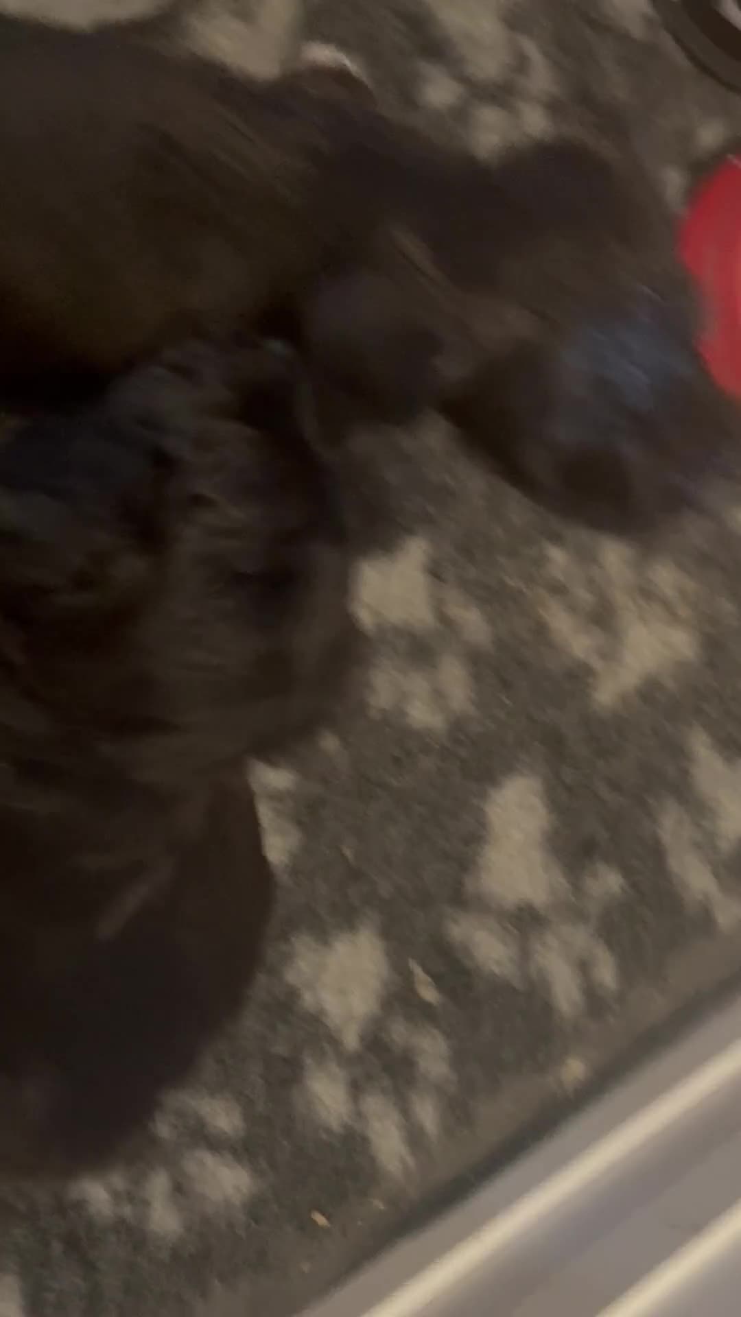 Mixed Breed dogs for sale: Jackapooshon’s for sale  in Kirkcaldy - Video 1