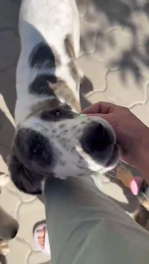 Mixed Breed dogs for adoption: ODIN, a superb young boy - for a Loving Home  - Video 1