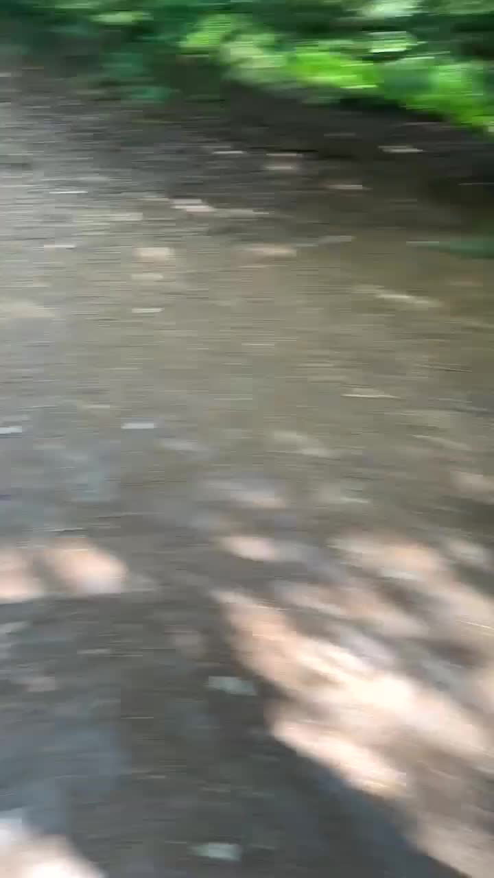 French Bulldog dogs for sale: French bulldog  - Video 1