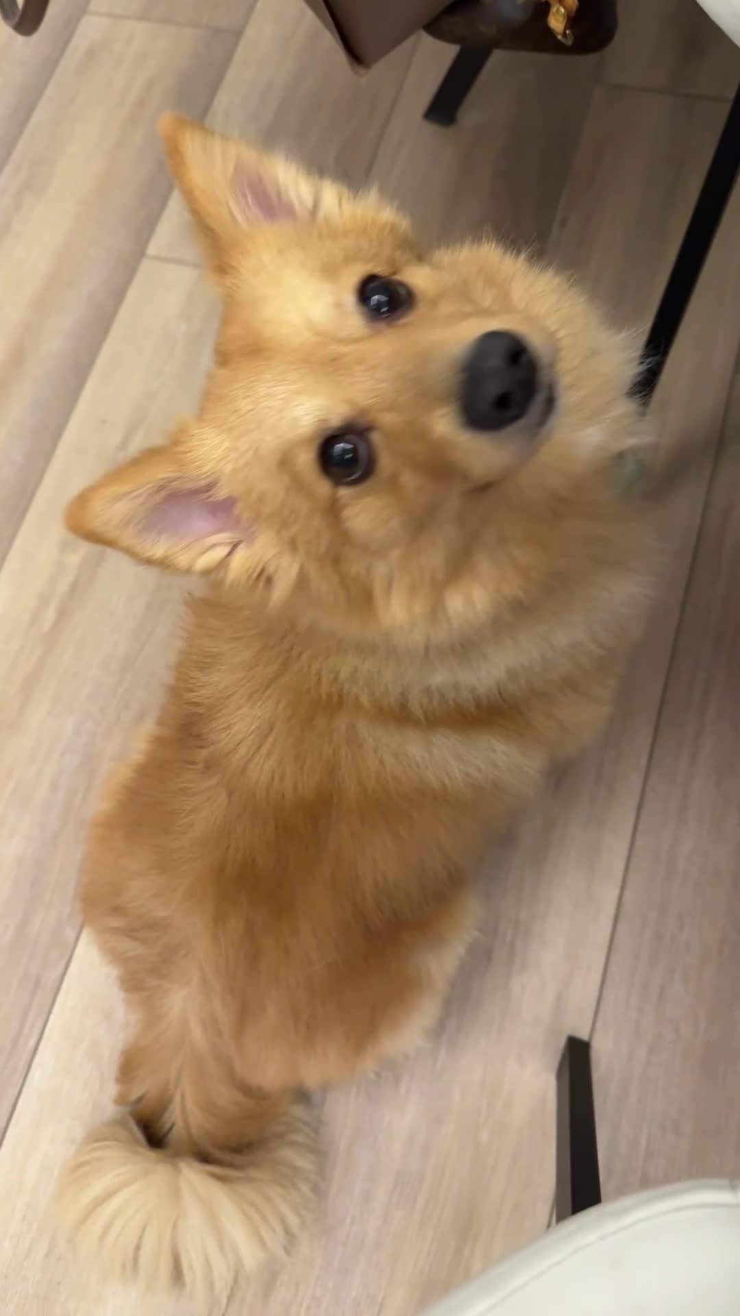 Mixed Breed dogs for sale: Cute Pom-Spitz available. - Video 1