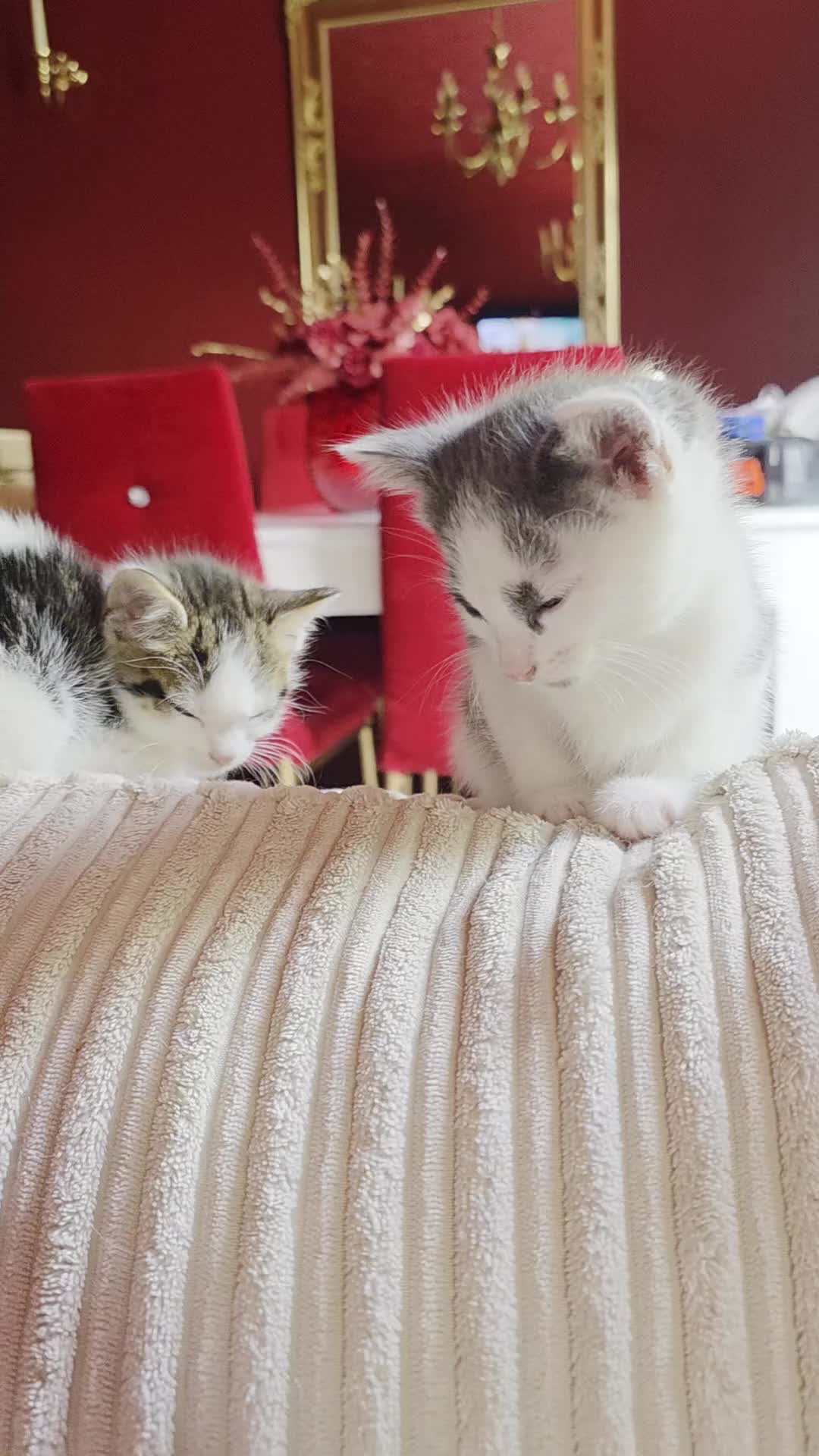Bengal cats for sale: 4 Part Bengal kittens READY NOW  - Video 2