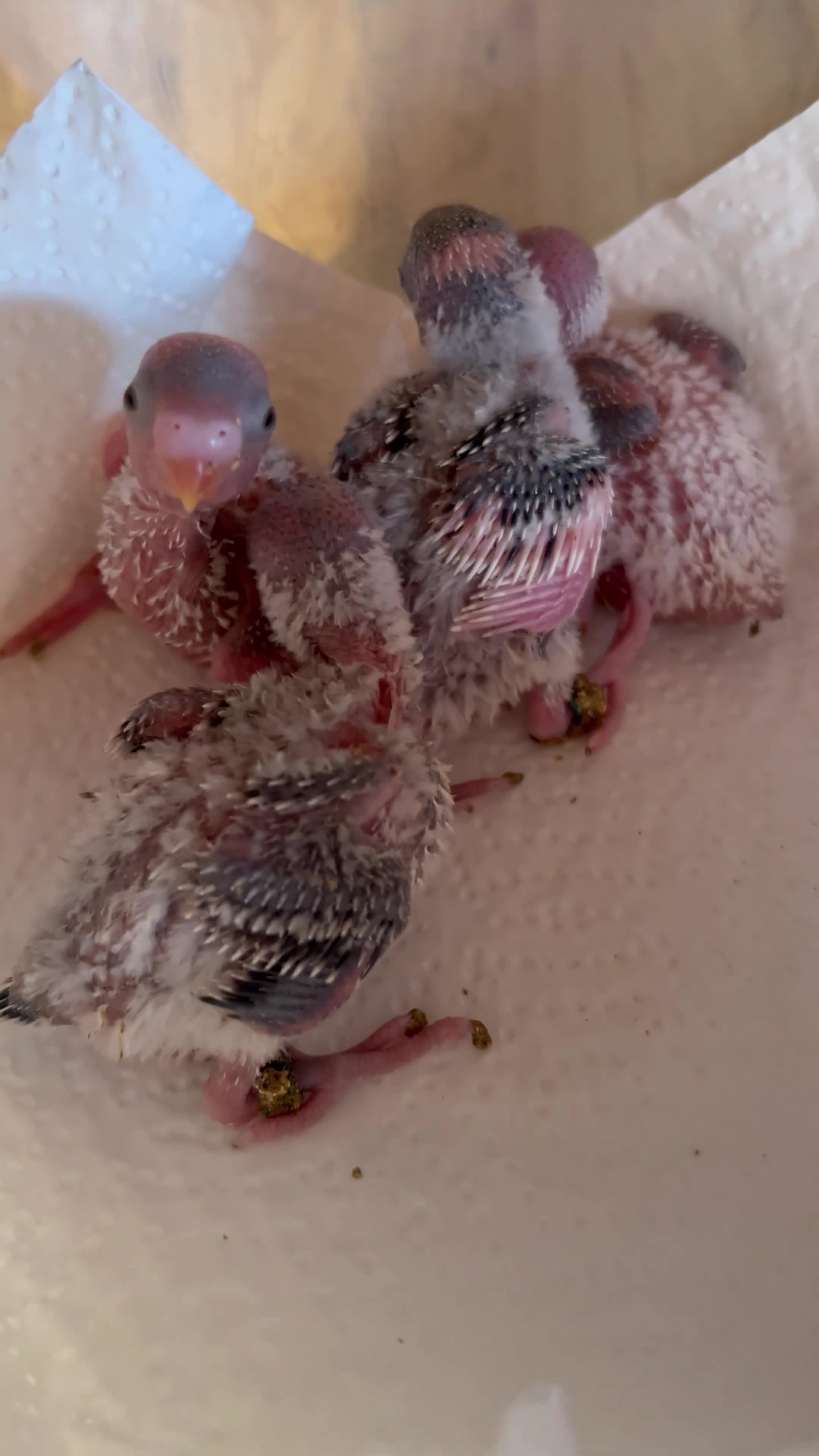 Budgerigars birds for sale: Baby Budgies Inverness - Video 1